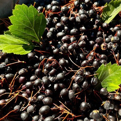 Hawthorn Seeds – Black