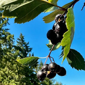 Hawthorn Seeds – Black