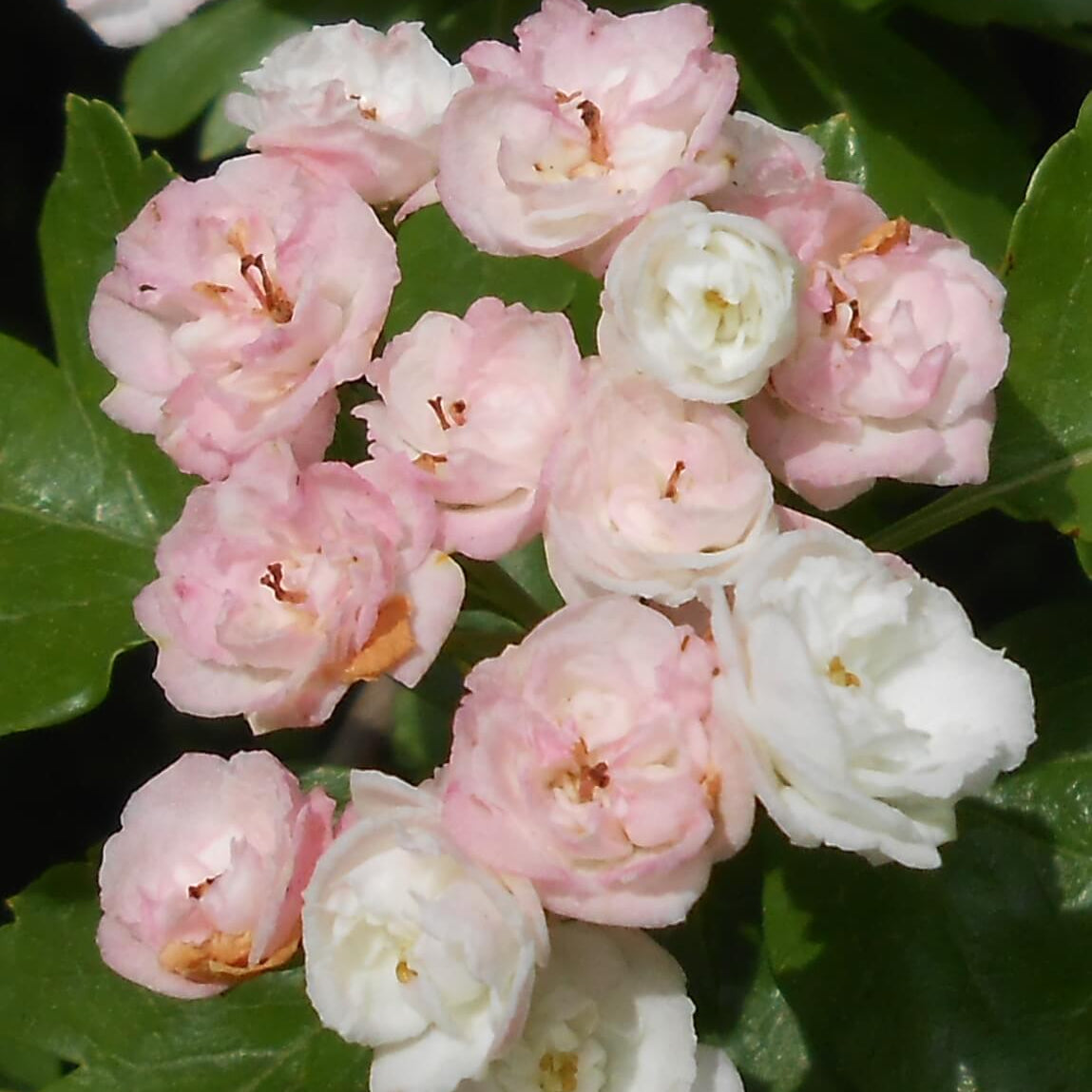 Hawthorn Seeds – English