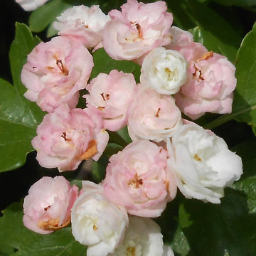 Hawthorn Seeds – English