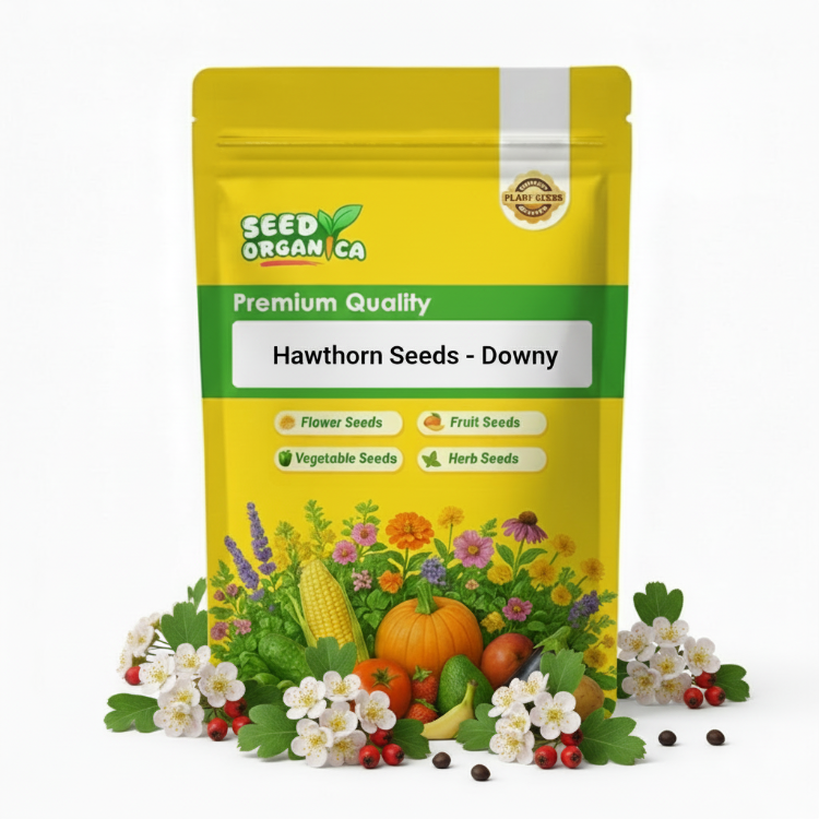 Hawthorn Seeds - Downy