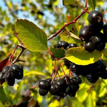 Hawthorn Seeds – Black