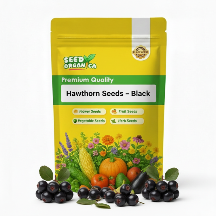 Hawthorn Seeds – Black