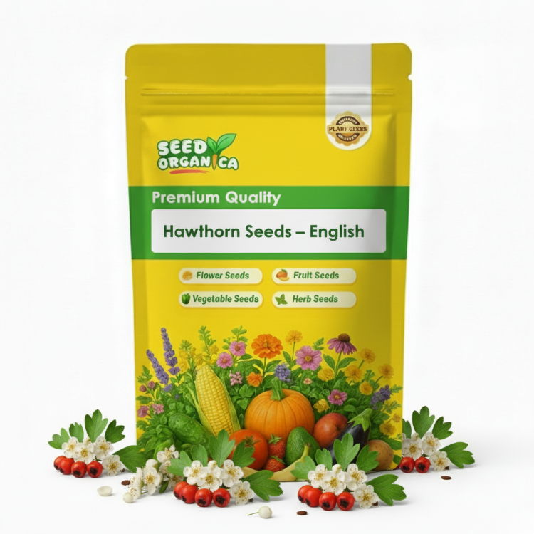 Hawthorn Seeds – English