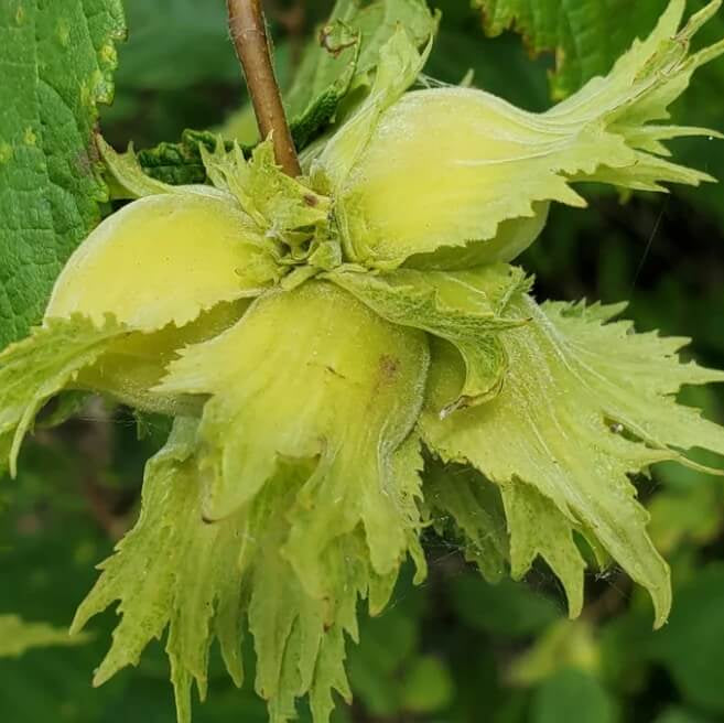 Hazelnut Seeds – American