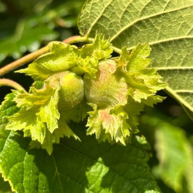 Hazelnut Seeds – American