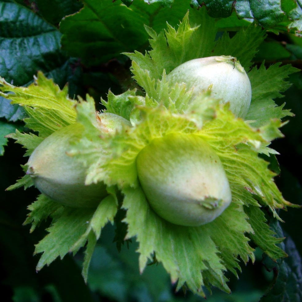 Hazelnut Seeds – Corylus Avellana
