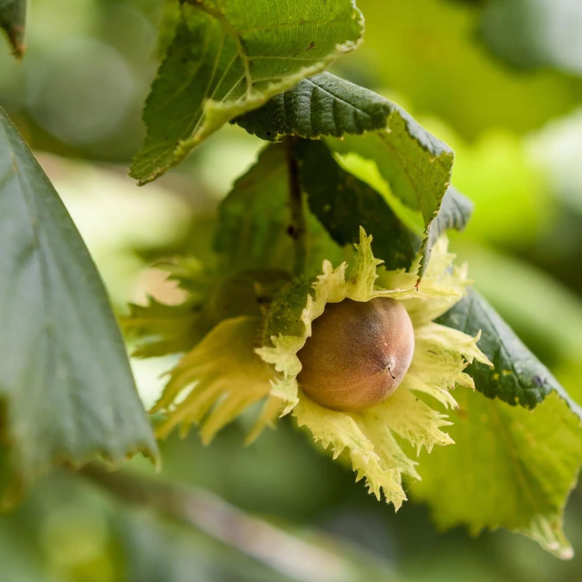 Hazelnut Seeds – American