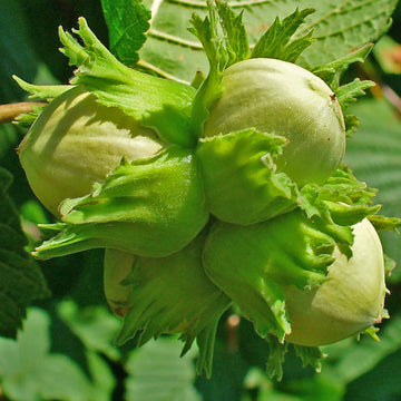 Hazelnut Seeds – Corylus Avellana
