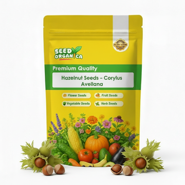 Hazelnut Seeds – Corylus Avellana