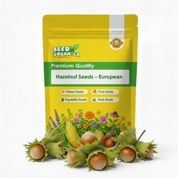 Hazelnut Seeds – European