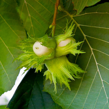 Hazelnut Tree Seeds - American (Filbert)
