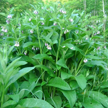 Healing Herb Comfrey Seeds - Herbal Plant