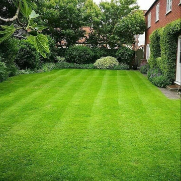 Heat Tolerant Grass Seeds - Flower Plant