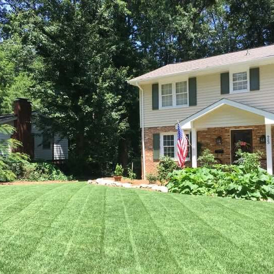 Heat Tolerant Grass Seeds - Flower Plant