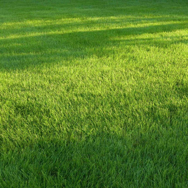 Heat Tolerant Grass Seeds - Flower Plant
