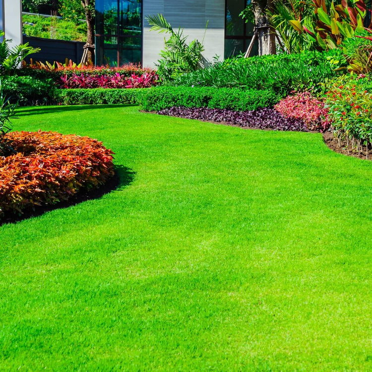 Heat Tolerant Grass Seeds - Flower Plant