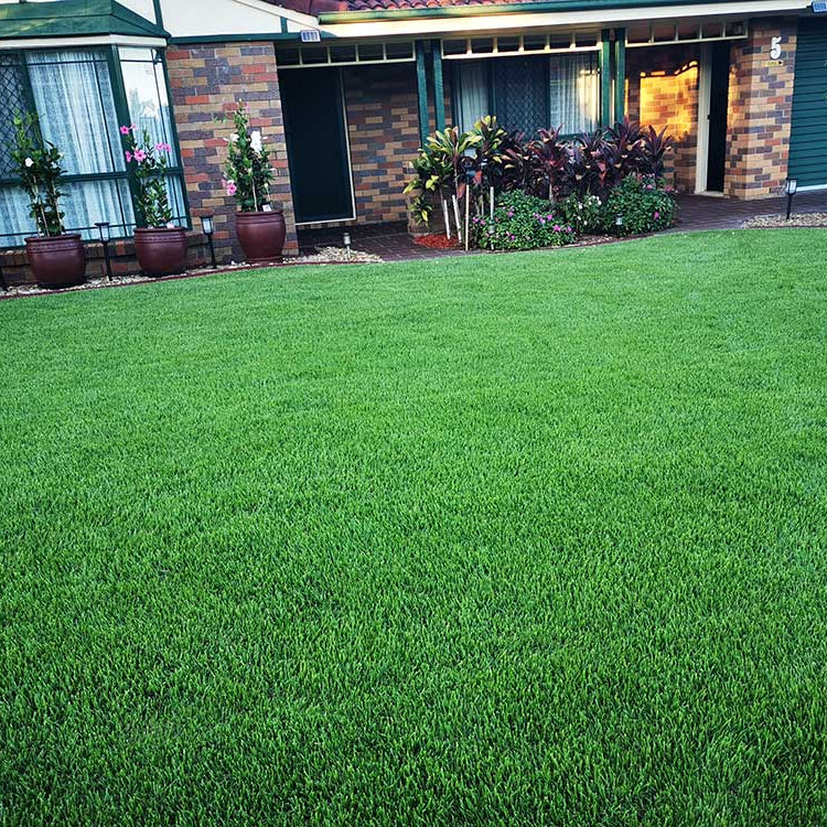 Heat Tolerant Grass Seeds - Flower Plant