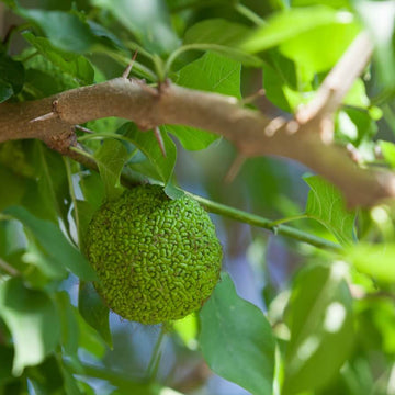 Hedge Apple Seeds - Fruit Plant