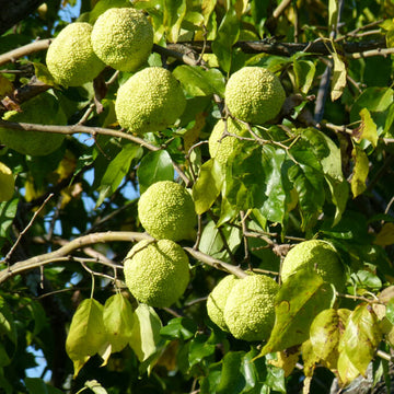 Hedge Apple Seeds - Fruit Plant
