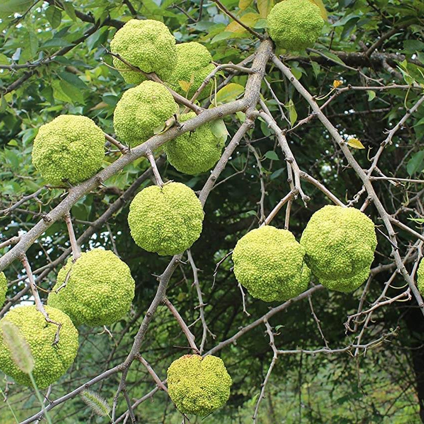 Hedge Apple Seeds - Fruit Plant