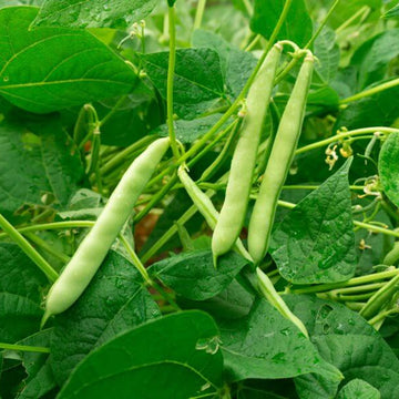 Heirloom Beans for Planting
