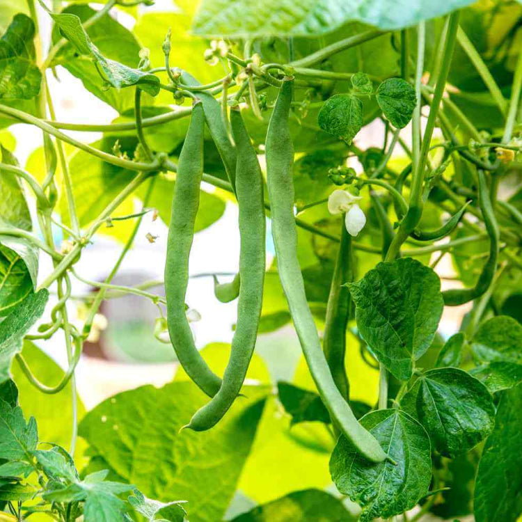 Heirloom Beans for Planting