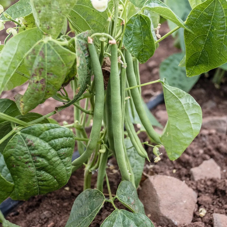 Heirloom Beans for Planting