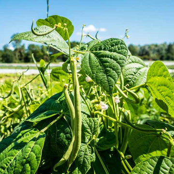 Heirloom Beans for Planting