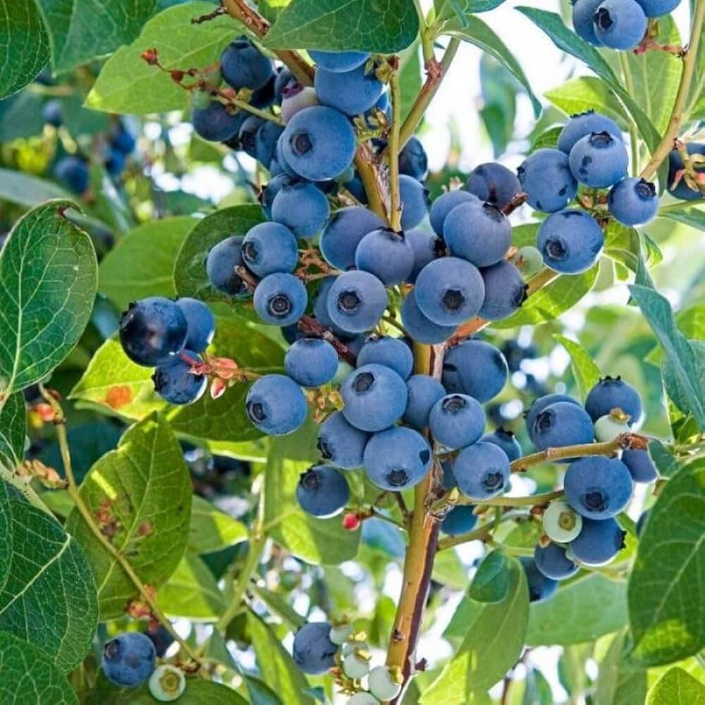 Heirloom Berry Bush Seeds