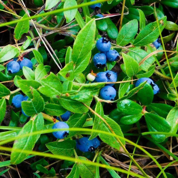 Heirloom Berry Bush Seeds