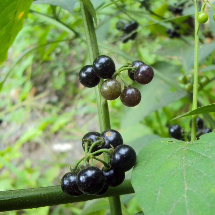 Heirloom Black Nightshade Seeds - Herbal Plant