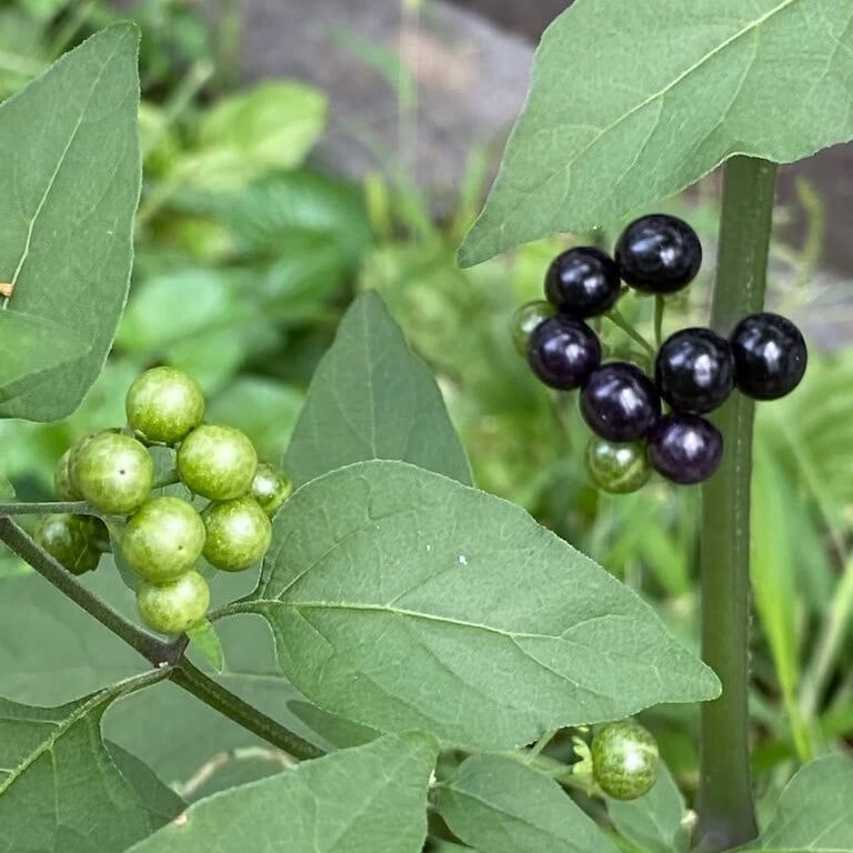 Heirloom Black Nightshade Seeds - Herbal Plant