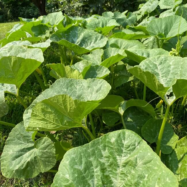 Heirloom Candy Roaster Squash Seeds - Vegetable Plant