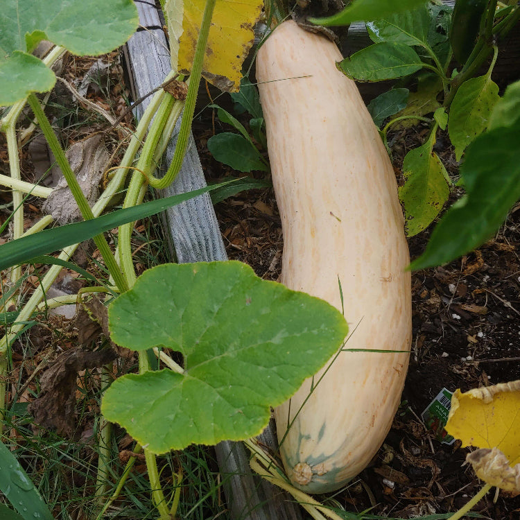 Heirloom Candy Roaster Squash Seeds - Vegetable Plant