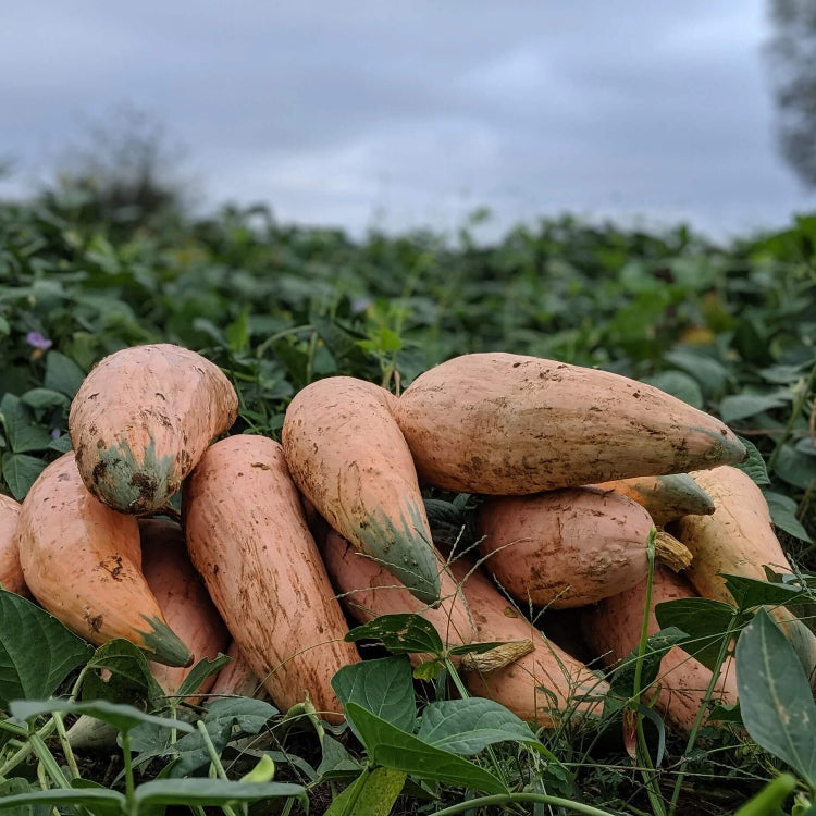 Heirloom Candy Roaster Squash Seeds - Vegetable Plant