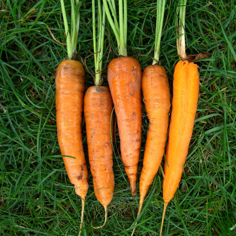 Heirloom Carrot Seeds