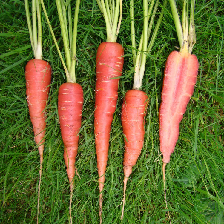Heirloom Carrot Seeds