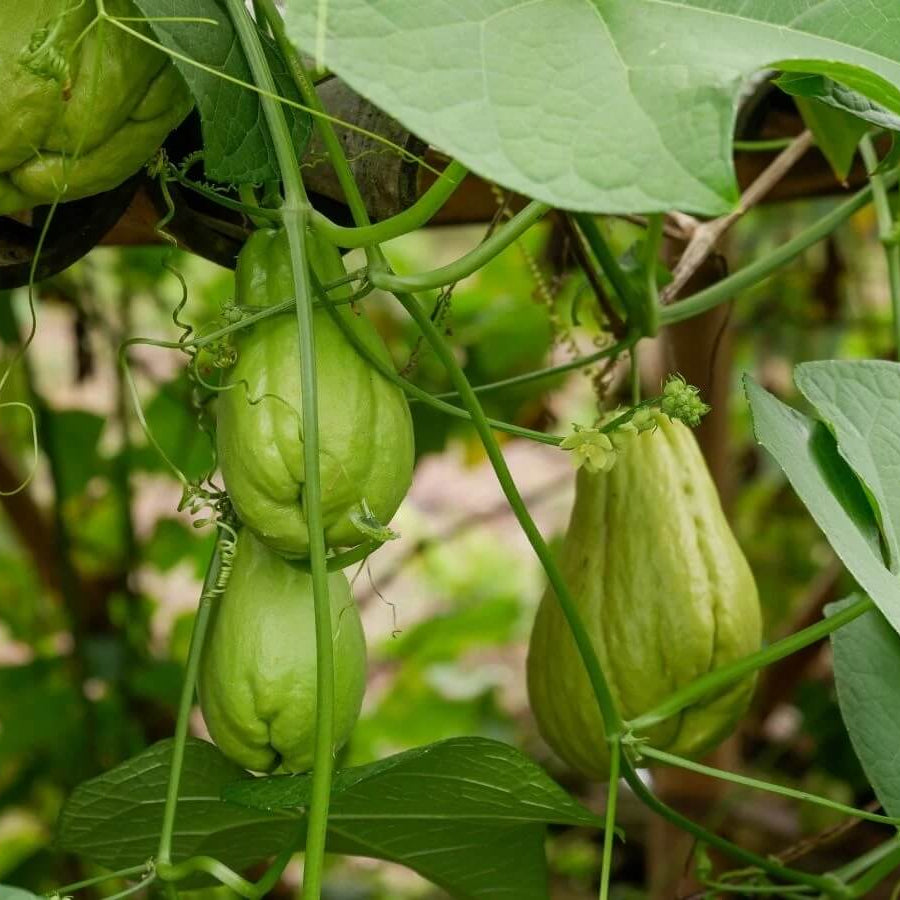 Heirloom Chayote Seeds - Vegetable Plant