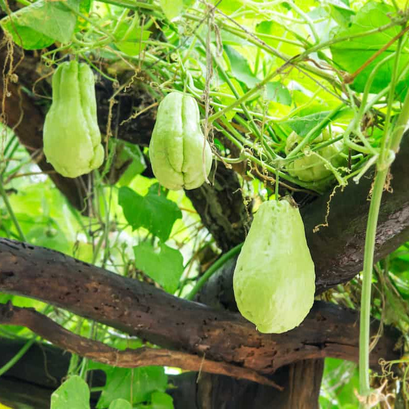 Heirloom Chayote Seeds - Vegetable Plant