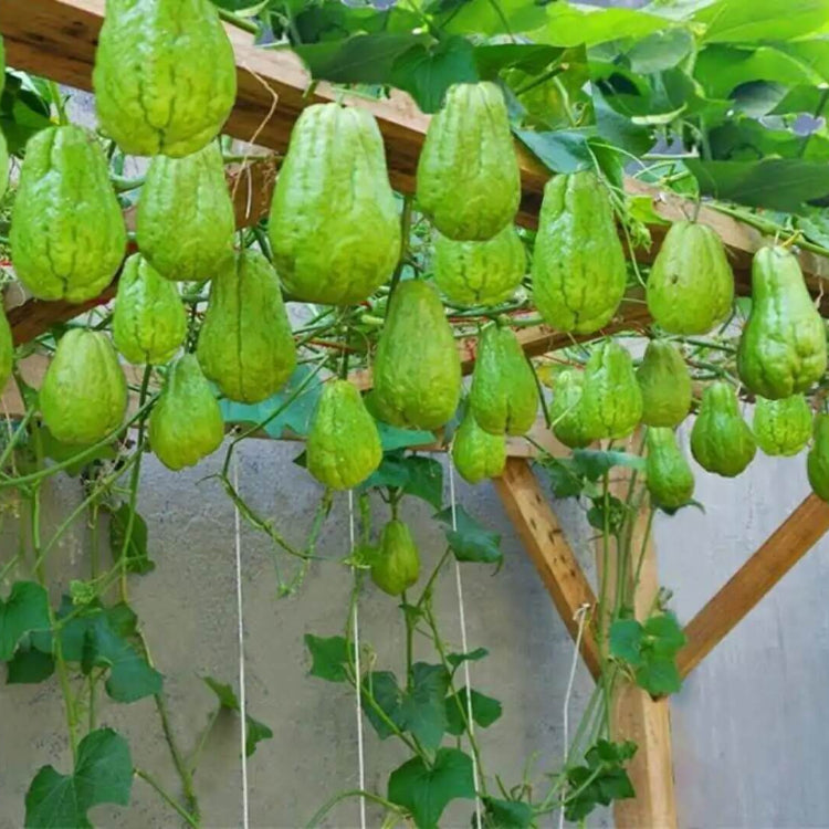 Heirloom Chayote Seeds - Vegetable Plant