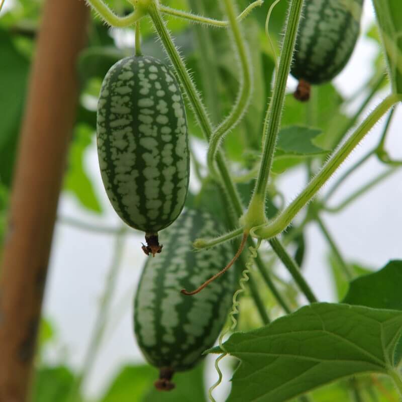 Heirloom Cucamelon Seeds
