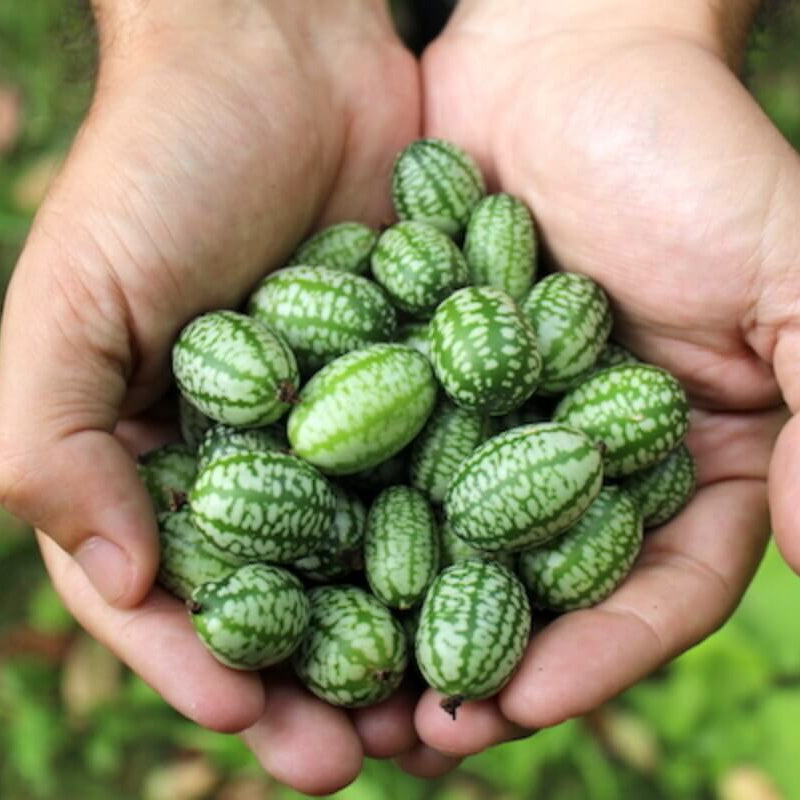 Heirloom Cucamelon Seeds