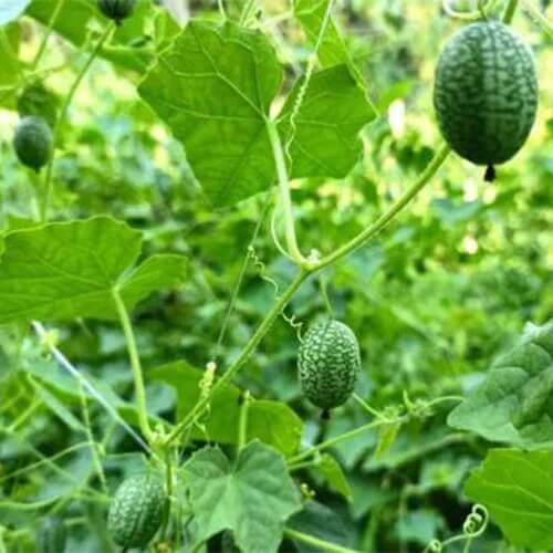 Heirloom Cucamelon Seeds