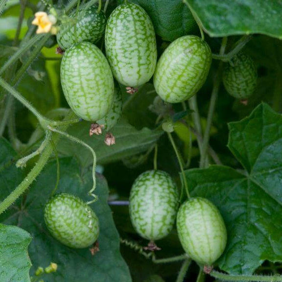 Heirloom Cucamelon Seeds