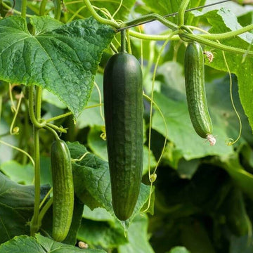 Heirloom Cucumber Seeds