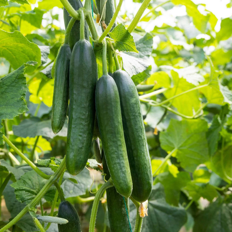 Heirloom Cucumber Seeds