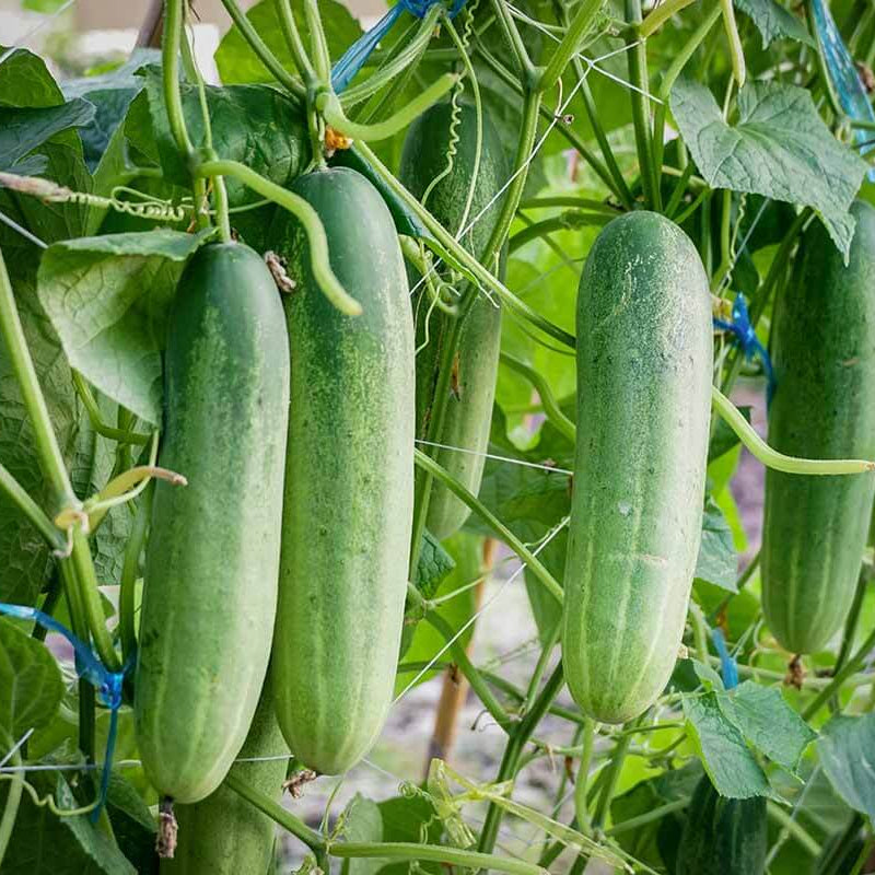 Heirloom Cucumber Seeds