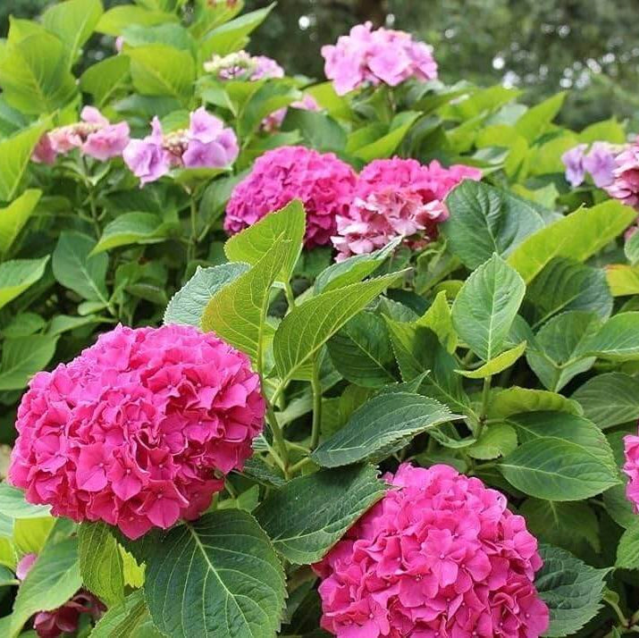 Heirloom Hydrangea Seeds - Flower Plant