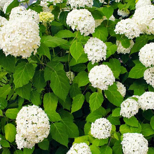 Heirloom Hydrangea Seeds - Flower Plant